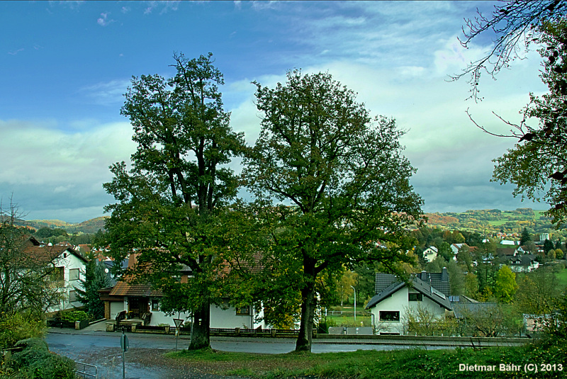 SDW Schutzgemeinschaft Deutscher Wald Schlüchtern